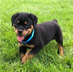 Buyrottweilerpuppiesonline