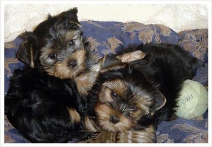 cuteandadorableyorkiepuppiesavailableforfre