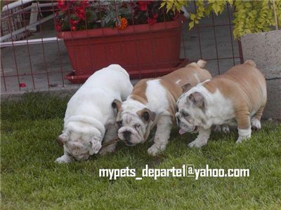 cuteenglishbulldogpuppies