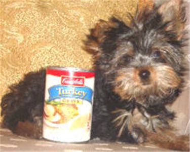 freyorkiepuppiesforadoption