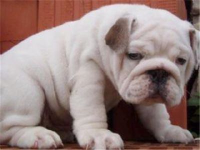 adorablefemaleenglishbulldogpuppy