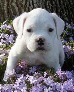 whiteboxerpuppiesnowreadytojoinanewfamily