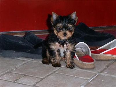 teacupyorkiepuppiesforadoption