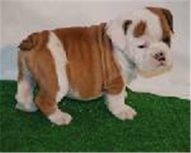 adorableenglishbullpuppiesreadyforgoodhomes