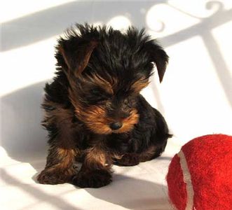 maleandfemaleyorkiepuppiesforadoption