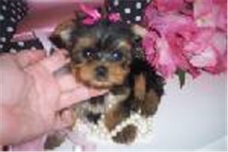 cuteteacupyorkiepuppies