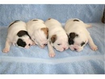 maleandfemaleenglishbulldogpuppiesforadopt