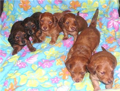 akcminidachshunds