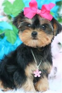 beautifulyorkiepuppiesforre-home