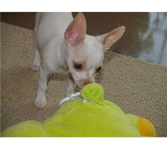 teacuppocketchihuahuaappleheadpuppyforado