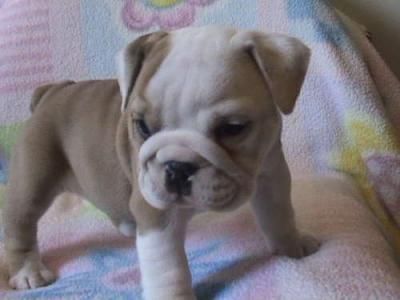 gorgeousenglishbulldogpuppyforfreeadoption