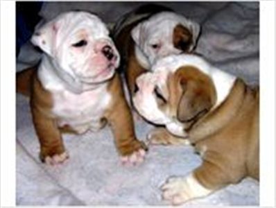 englishbulldogpuppyforfreeadoption