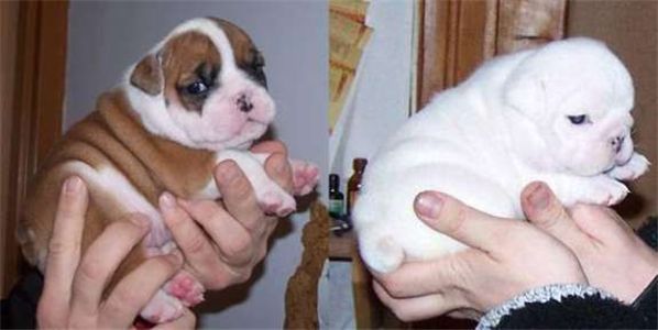 gorgeousenglishbulldogpuppiesforgoodlovingh