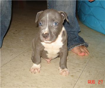 beautifulbluebullyadbapups