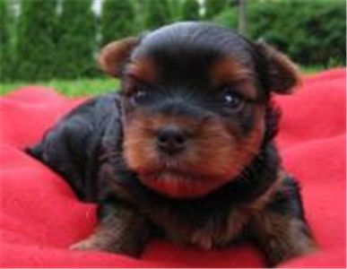 yorkieforsale