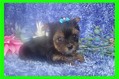 teacupyorkiepuppiesforfreeadoption