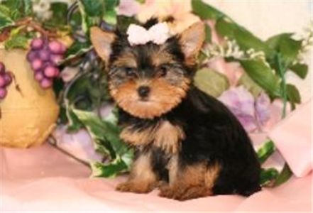 freetogoodhomesyorkie