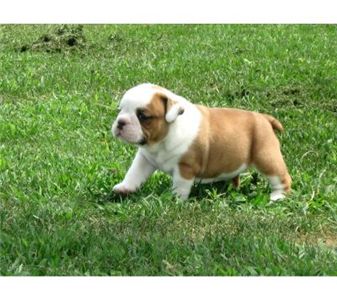 cutestenglishbulldogpuppiesforadoption