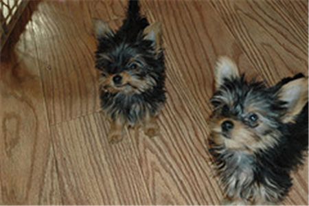 homeraisedteacupyorkiepuppiesforfreeadoptio