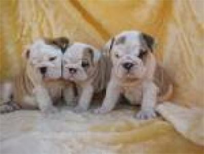 adorableenglishbulldogpuppiesforadoption