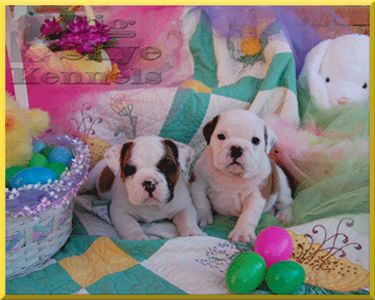 adorableenglishbulldogpuppiesforadoption