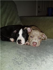 pitbullpuppies