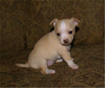 chihuahuapuppyforsale
