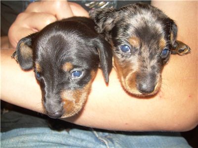 gorgeousminiaturedachshundpuppieswisconsin