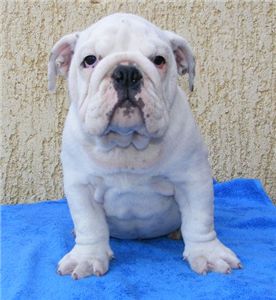 whiteenglishbullpuppy