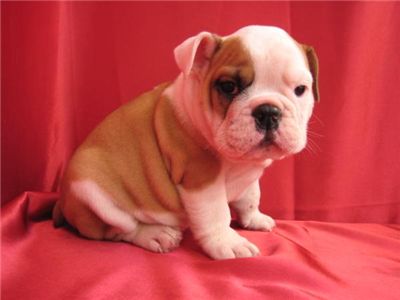 weneedsomeonetorescueourenglishbulldogpupp