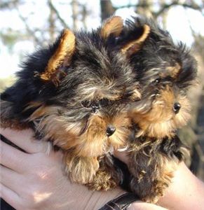 topqualityyorkiepuppiesforfreeadoption