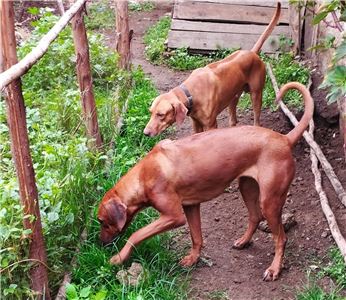 Rhodesianridgebackpuppiesavailable