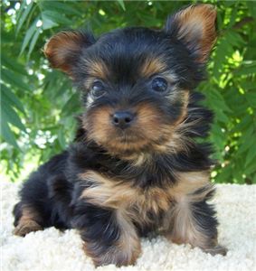 adorableyorkieforsale