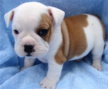 adorableenglishbulldogpuppiesforfreeadoption