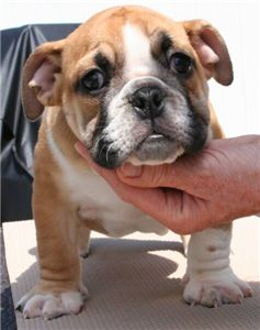 adorableenglishbulldogpuppiesforfreeadoption