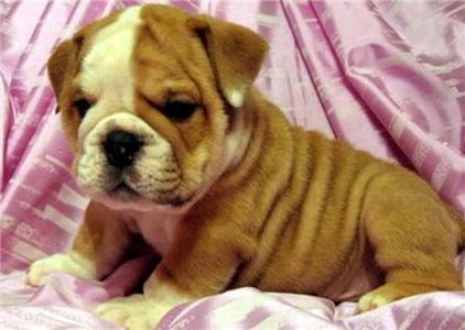 englishbulldogpuppiesforfreeadoption