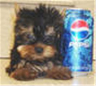 oustandingyorkiepuppiesforfreeadoption