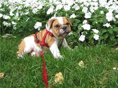 mylovelyenglishbulldogpuppyissurelyforyo