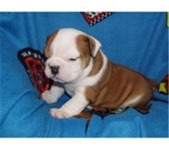 englishbulldogpuppiesforadoption