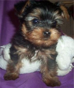 yorkieforsale