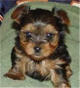 noelovelyyorkiepuppyforfreeadoption