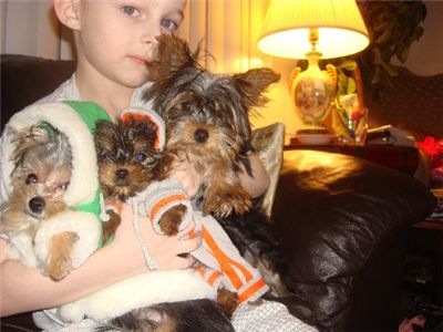 yorkiepuppyforsale