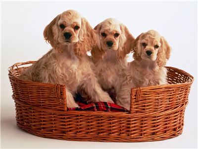 cockerspaniel