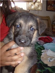 puppieswithpapers