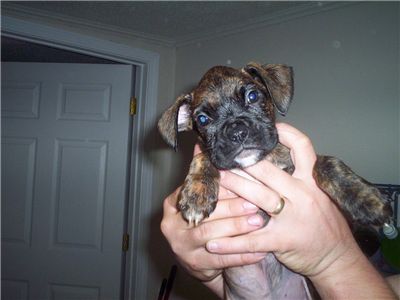 ckcboxerpups