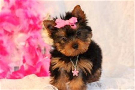 freeadorableteacupyorkiepuppiesforadoption