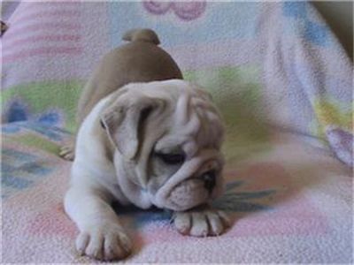 englishbulldogpuppyforrehoming