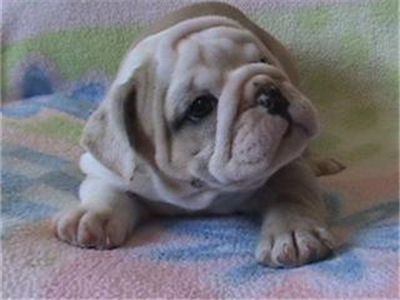 femaleenglishbulldogpuppyforadoption