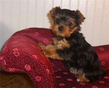 adorableandcutemaleandfemaleyorkiepuppy