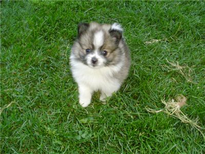 pomeranianpuppies